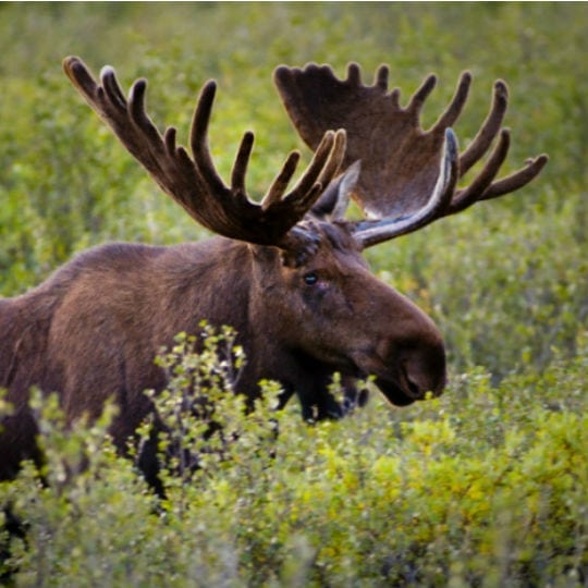 Forfaits Chasse | Pourvoirie de la Doré