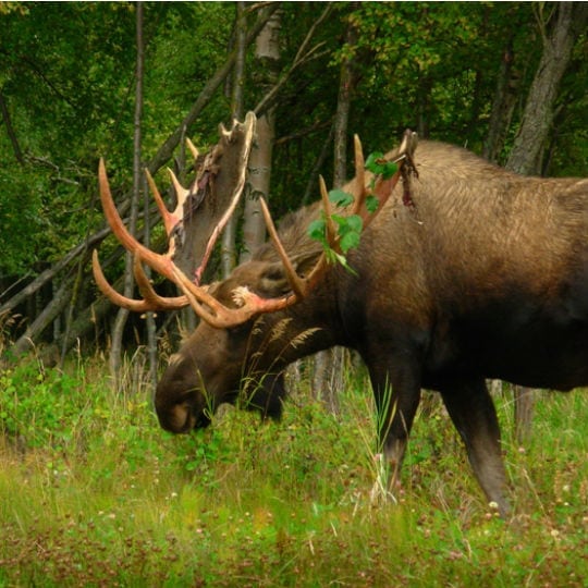 Chasse à l'orignal | Pourvoirie de la Doré