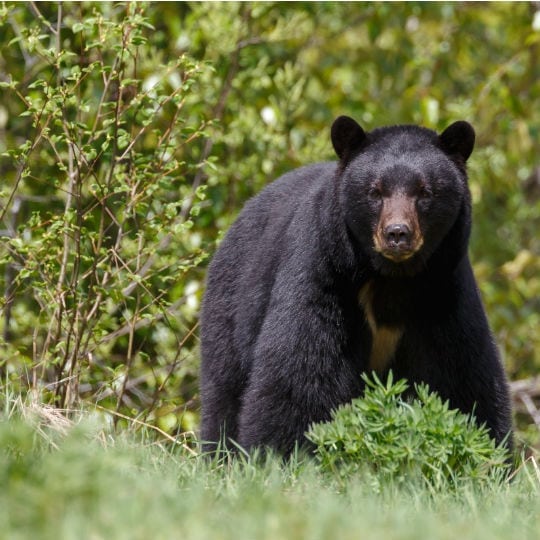 Forfaits Chasse | Pourvoirie de la Doré