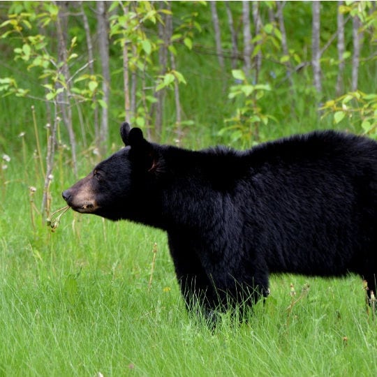 Forfaits Chasse | Pourvoirie de la Doré